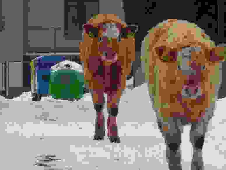 pizrak